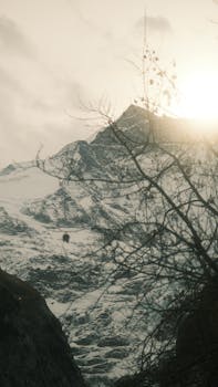 Sunrise over snow-covered mountains with barren branches in the foreground.
